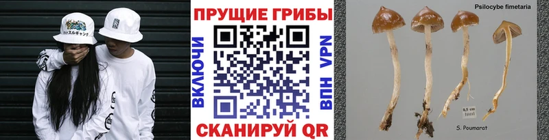 закладки  Алзамай  Псилоцибиновые грибы мицелий 